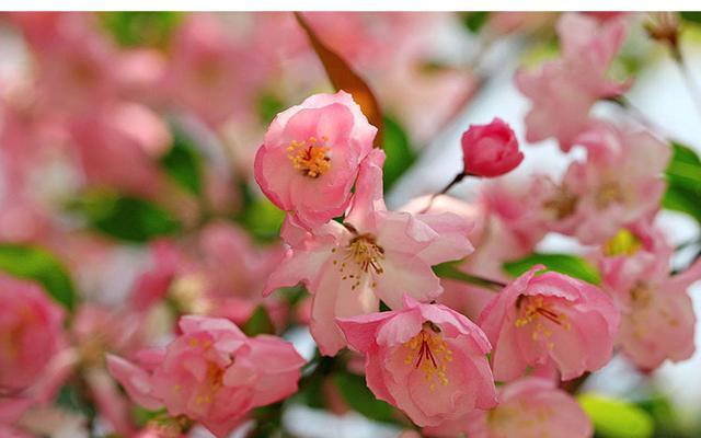 海棠花的开花季节及生长习性（海棠花开花时间和喜好生长环境的介绍）