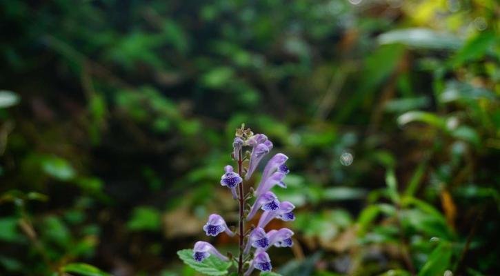 韩信草的花语（以韩信草的花语为启示）