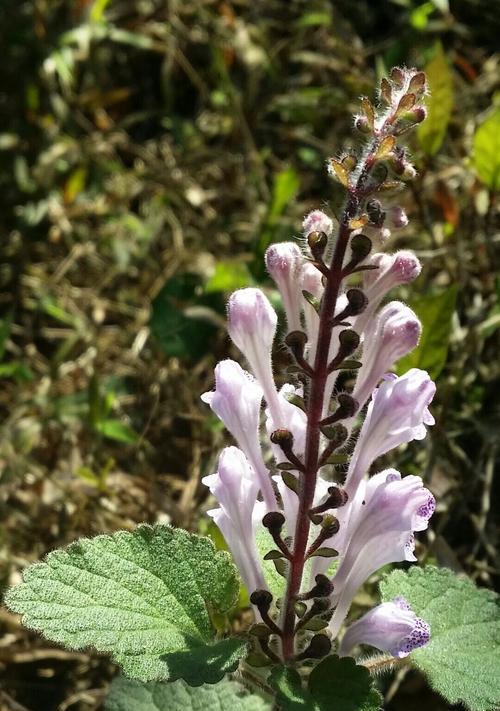 韩信草的花语（以韩信草的花语为启示）