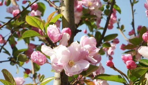 海棠花剪枝全攻略（春季剪枝带来美好的夏日花海）