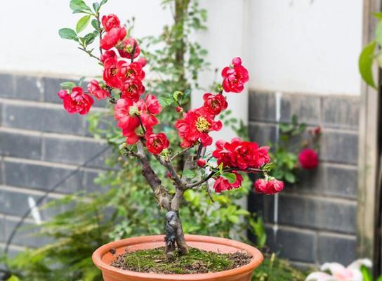 海棠花剪枝全攻略（春季剪枝带来美好的夏日花海）