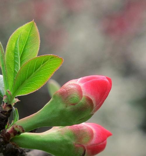 海棠花开花期分析（了解海棠花的花期及花苞形态特征）