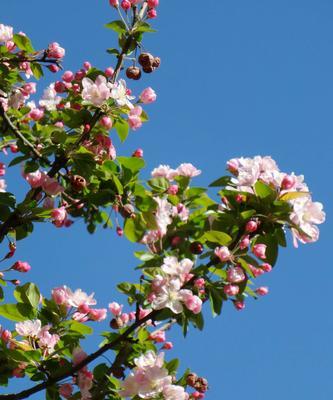 海棠花喜欢阳光吗（探究海棠花的生长环境和光照需求）