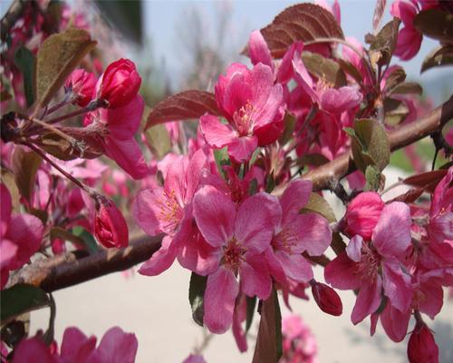 海棠花的四季绽放（四季芬芳）