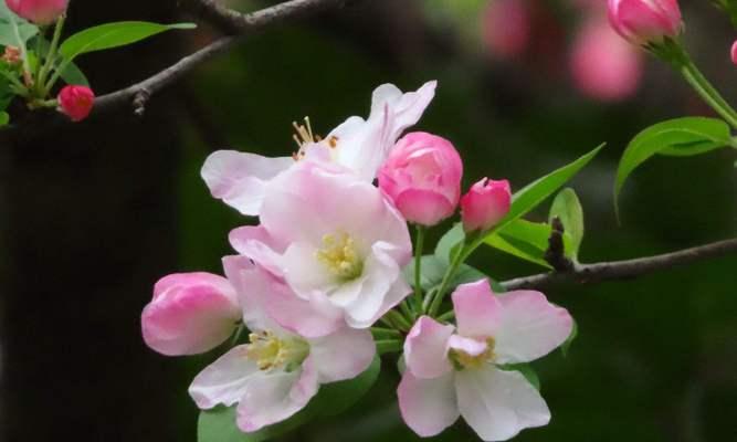 海棠花如何过冬（让海棠花温馨度过寒冬）