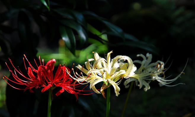 黑色彼岸花花语（黑色彼岸花的花语与象征意义）