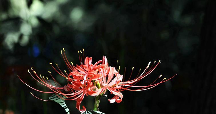 黑色彼岸花（探索黑色彼岸花的花语与美丽）