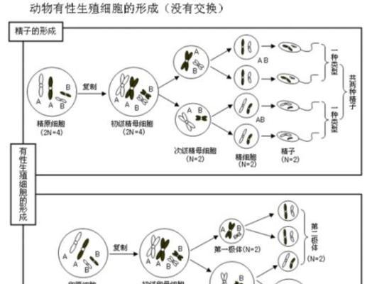 海棠扦插繁殖全攻略（注意事项）