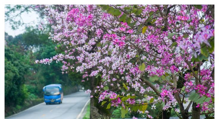 红花羊蹄甲（祈愿幸福与热情）