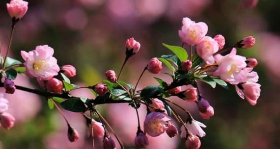 海棠花开的时间（了解海棠的开花季节和美丽神秘的背后）