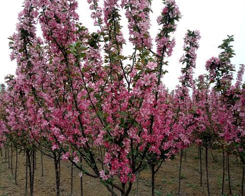 海棠树的生长习性与发展趋势（从种植到成长）