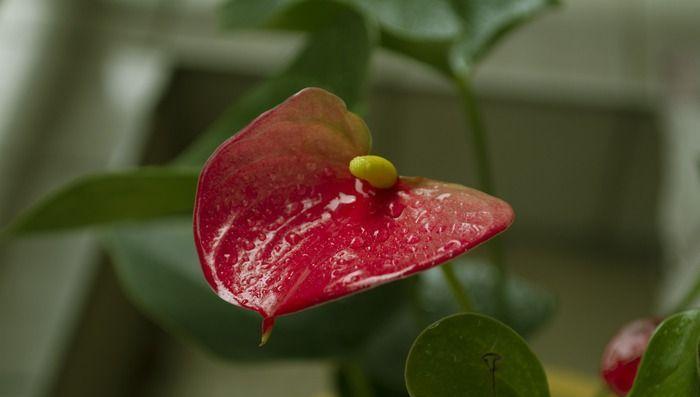 红色马蹄莲花语（探寻红色马蹄莲花的美与意义）