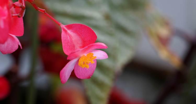 四季海棠——四季开花的神奇植物（四季海棠的生长特点及魅力）