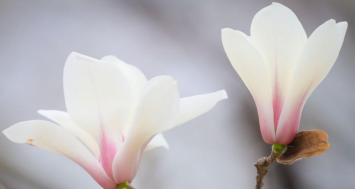 红玉兰花花语（揭示红玉兰花花语中的生命力与美好）