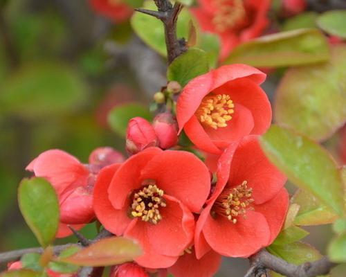 海棠花的品种及特点（从颜色到形态）