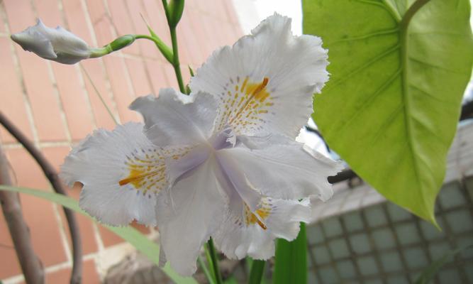 蝴蝶花的花语（探索蝴蝶花的花语）