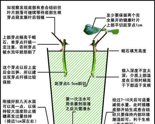 探究海棠不开花原因及解决方法（海棠花为什么不开）