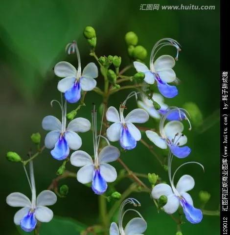 蝴蝶花的寓意与美丽（蝴蝶花的象征意义及传承于人文艺术的影响）