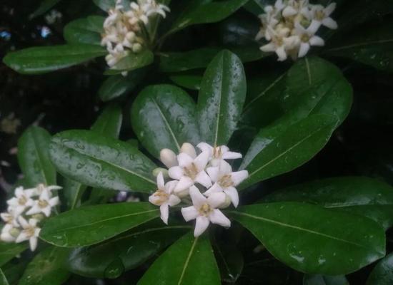 海棠开花，盛世红艳（从花苞到绽放）