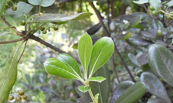 海棠是被子植物吗？——探究海棠的生物分类学