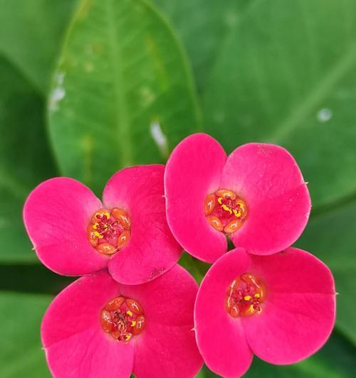 虎刺梅花（以虎刺梅花为例）