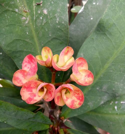 虎刺梅花（以虎刺梅花为例）