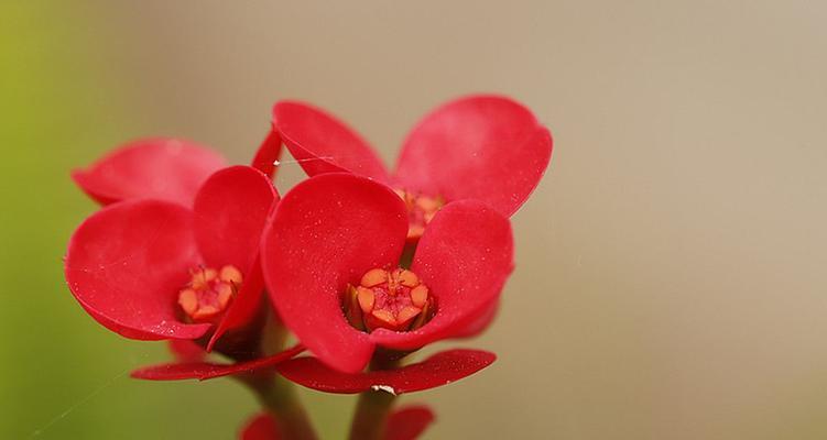 虎刺梅花语（追寻虎刺梅花的力量与芳香）