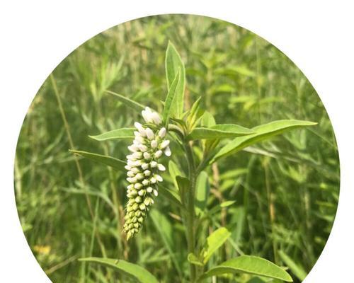 虎尾草的花语与意义（探寻虎尾草的花语）