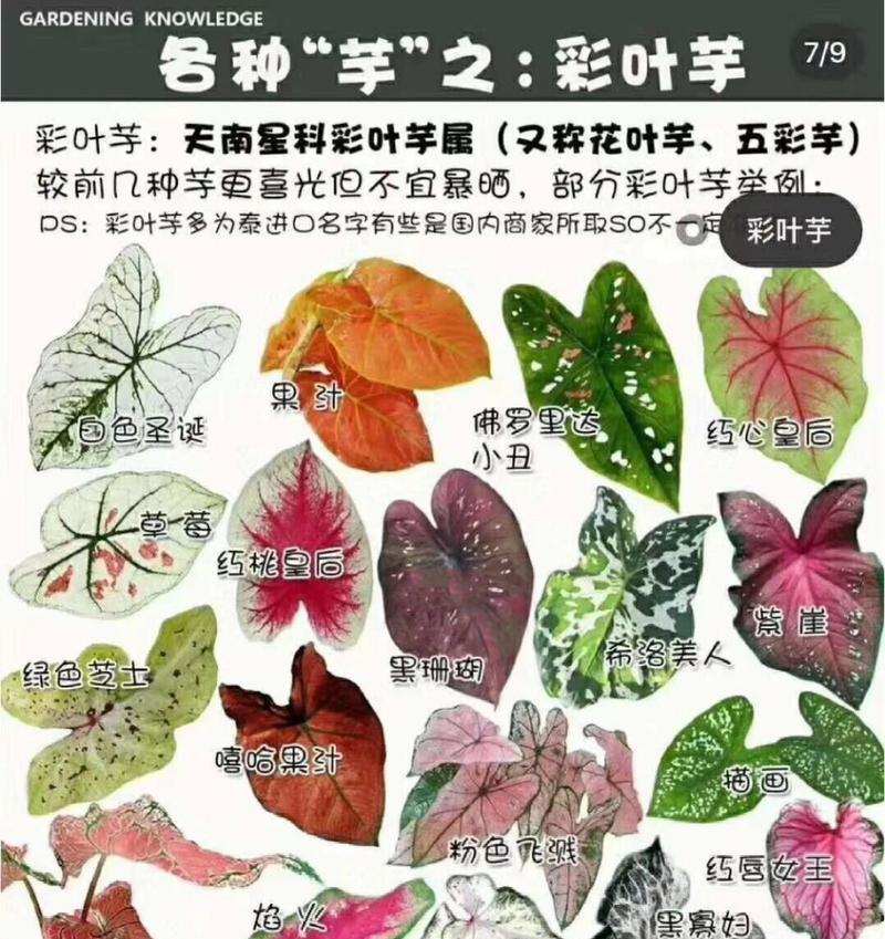 插花达人教你养海芋的秘诀（从养护到插花）