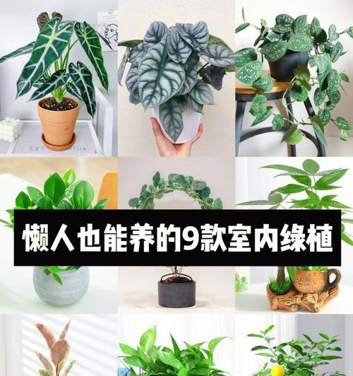 海芋的风水作用——家居宜养的好植物（这是一种有魔力的植物）