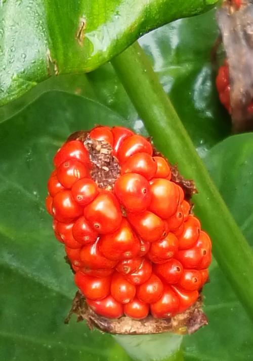 海芋开花时间解析（海芋开花的季节）