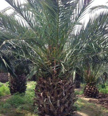 海枣植物的生长环境、特点与用途（海枣植物的生长环境）