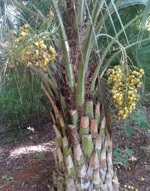 海枣植物的生长环境、特点与用途（海枣植物的生长环境）