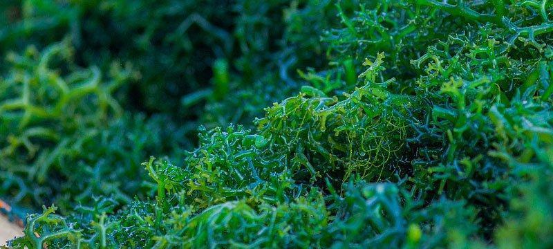 探秘海藻颗粒（了解主要海藻颗粒植物及其功效）