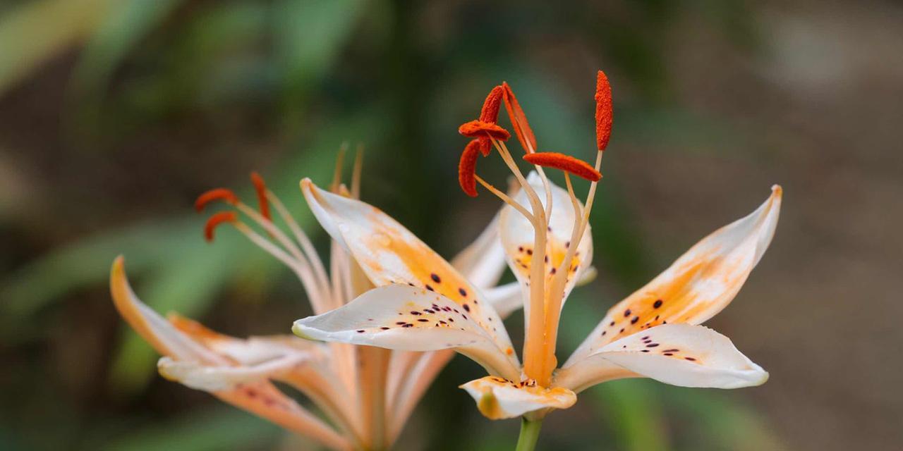 黄百合花的寓意及其传承——美丽与纯洁的象征（黄百合花的神秘力量和文化意义）