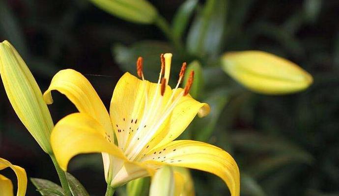 黄百合花语（黄百合花语的意义与传承）