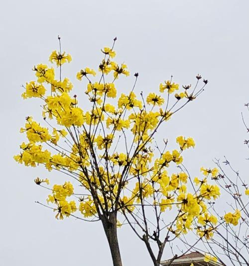 黄风铃花的花语与意义（探寻黄风铃花的秘密）