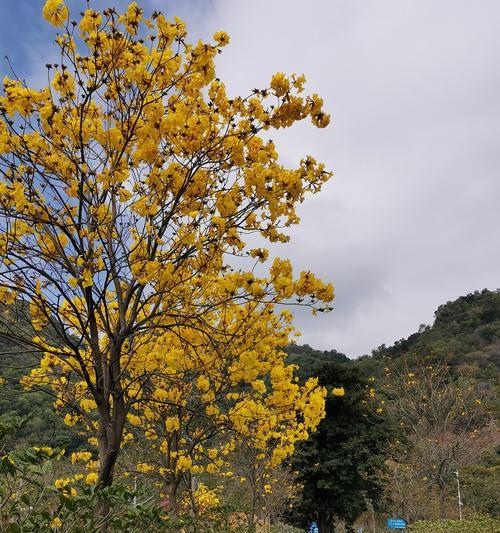 黄花风铃木的美丽与寓意（探索黄花风铃木的花香与心灵之旅）