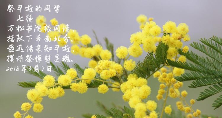 害羞草的播种时机与技巧（掌握种植时间）