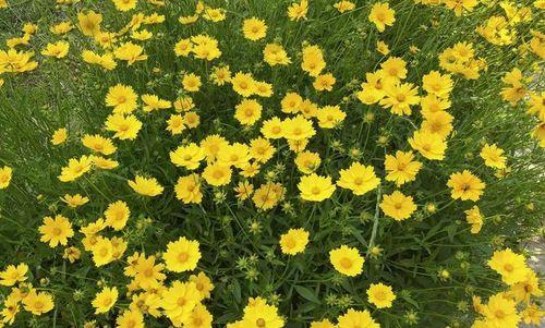 黄金菊的花语——传递温暖与希望的花朵（用金色绽放）