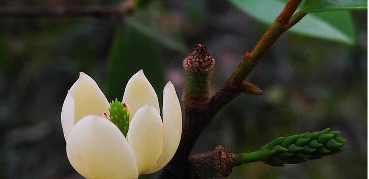 含笑花在院子里的种植和养护（美丽与香气同在——如何种植含笑花）