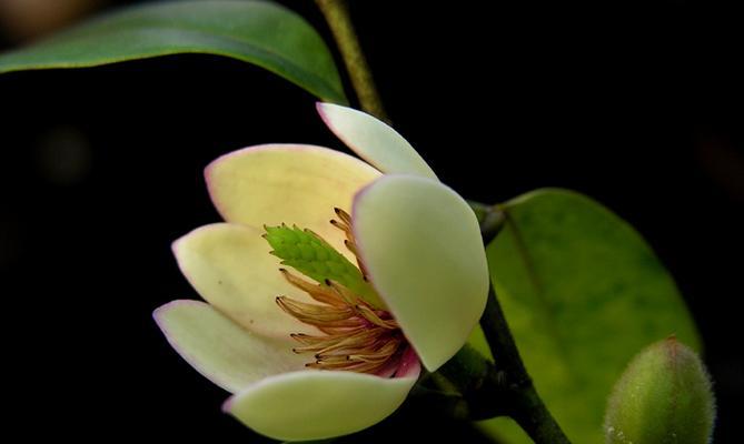 含笑花的耐寒温度（探究含笑花能承受的最低气温及其适应环境）