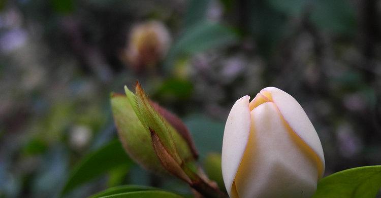 含笑花的颜色——探寻这朵花的神秘面纱