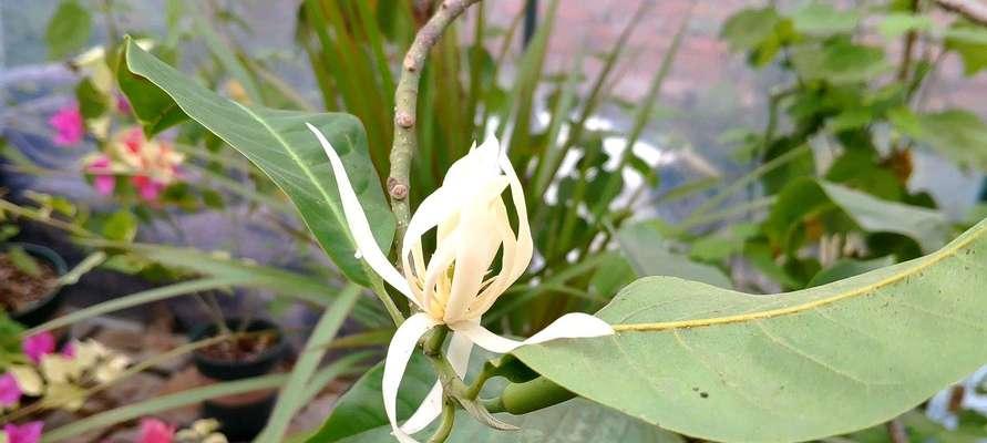 含笑花的养护指南（从种植到施肥）