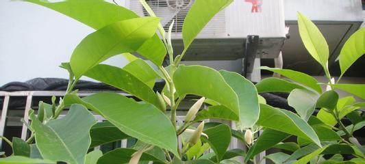 含笑花的养护指南（从种植到施肥）