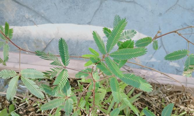 含羞草的生存之道（冬天该如何保护含羞草/含羞草的生长习性及适应环境分析）