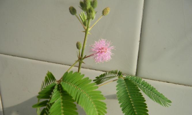 含羞草开花时间及特点——每年一次的奇妙变化