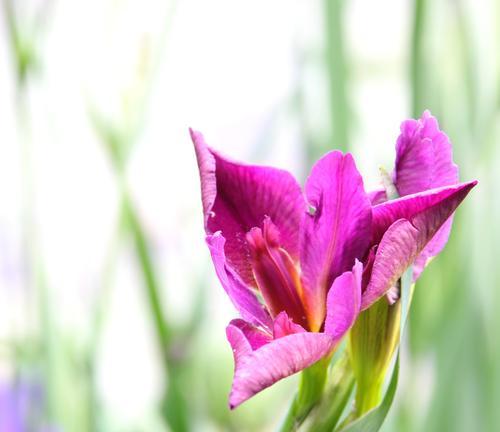 黄色鸢尾花的花语之美（传递希望与热情的黄色鸢尾花）