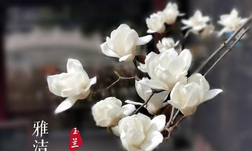 黄玉兰花的美丽与寓意（探索黄玉兰花的花语和文化内涵）