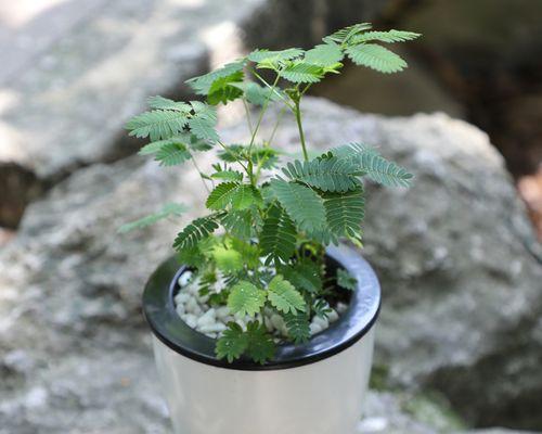 含羞草耐寒多少度（探究含羞草适应寒冷气候的奥秘）